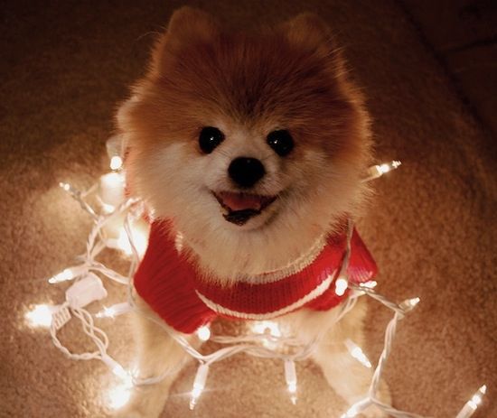 Christmas Pom!