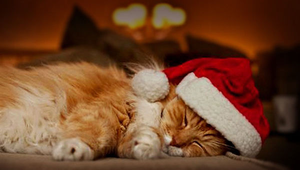 Cat Tired Out from Christmas Cat Tired Out from Christmas