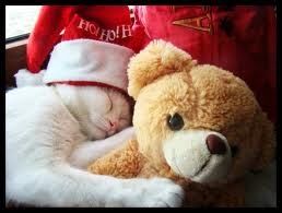 Santa Hat Cat Sleeping with Teddy Bear