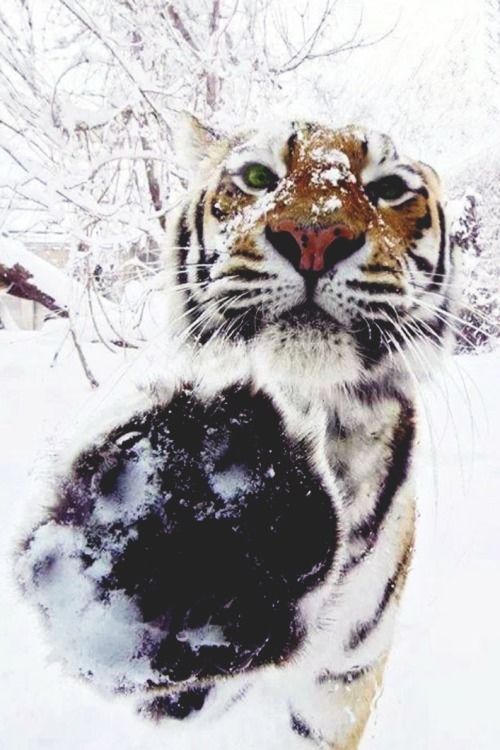 Tiger Cold Paw