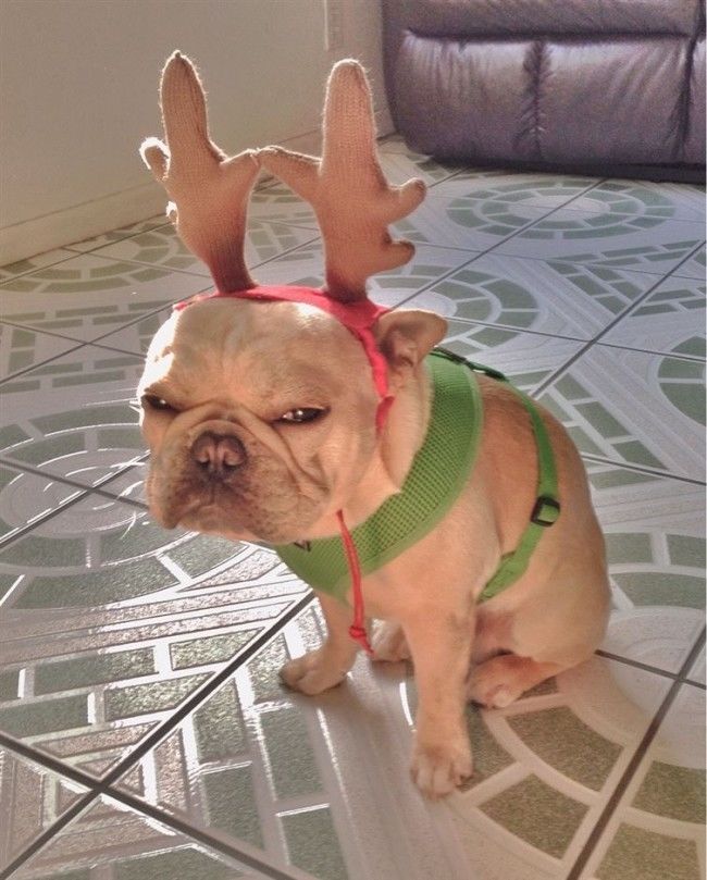 Mean Frenchie