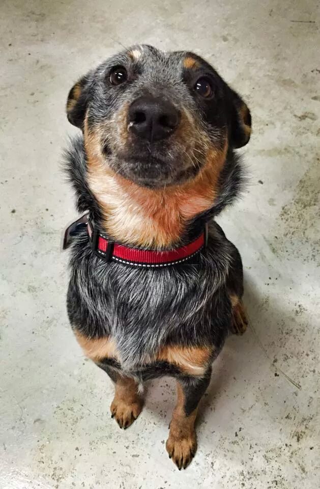 Dog waiting for command