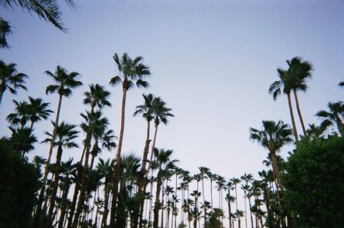 Cool Palm Trees