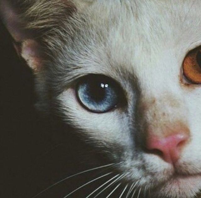 Odd Kitty