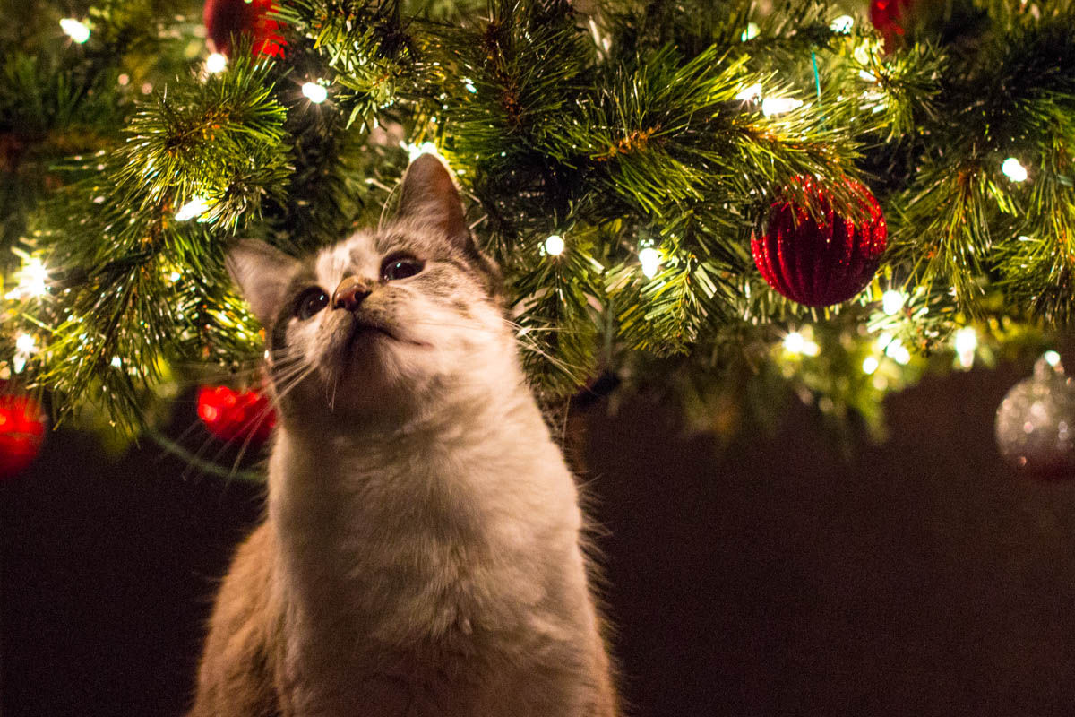 Cat Excited For Christmas Cat Excited For Christmas