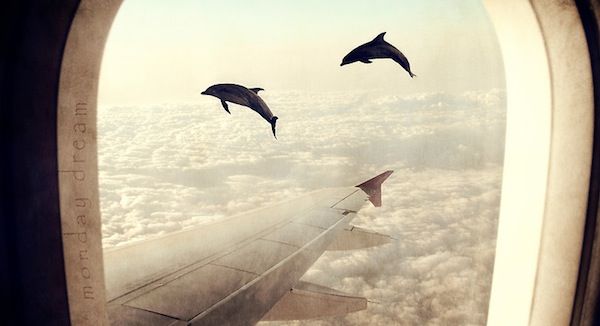 Dolphin Flight Dolphin Flight