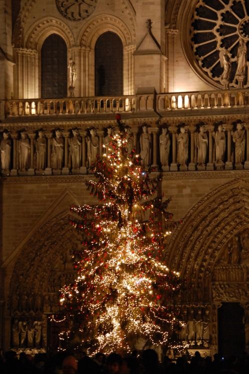 Christmas tree in Notre Dame Christmas tree in Notre Dame