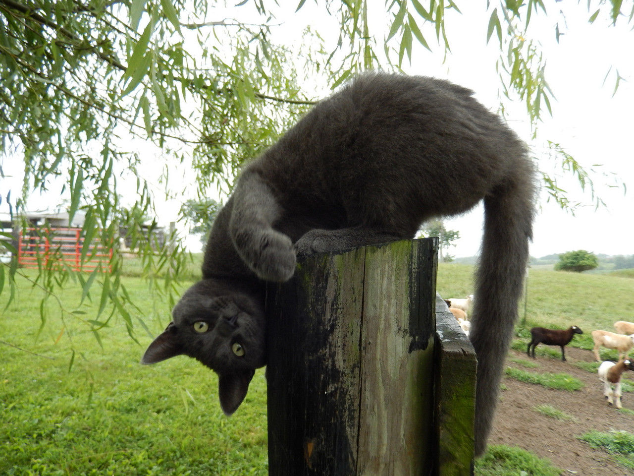 Cat poses upside down Cat poses upside down