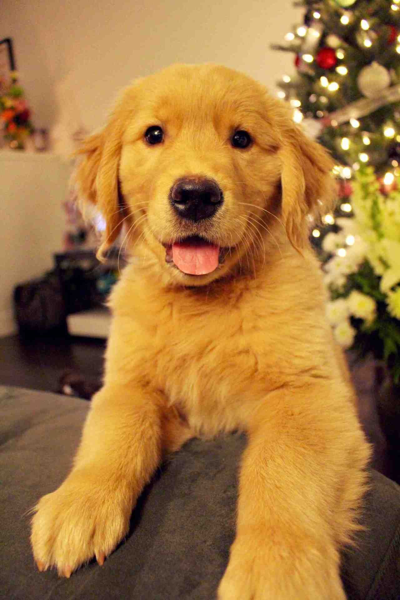 Such a Cute face 