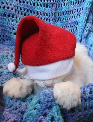 Cat in the Hat which is too big