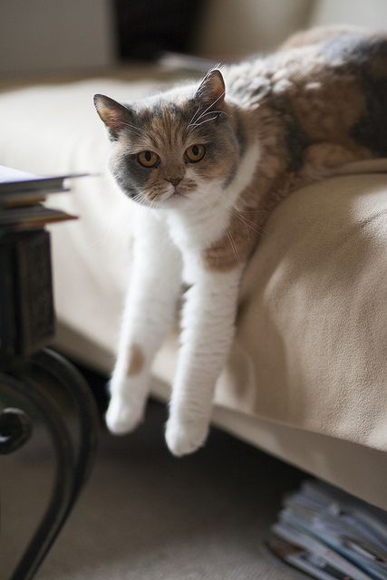 Cat dangles off the bed