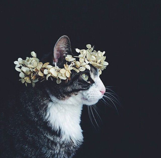 Floral Cat Floral Cat