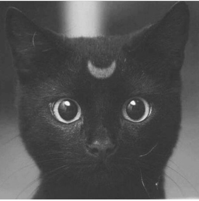 the Moon Cat the Moon Cat