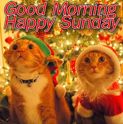 Good Morning Happy Sunday