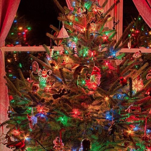 Decorated and draped christmas tree Decorated and draped christmas tree