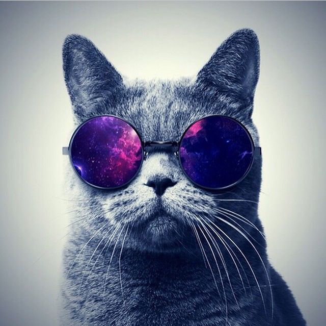 Crazy Kat Crazy Kat