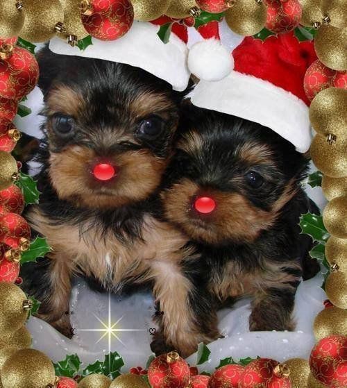 Christmas Cuties