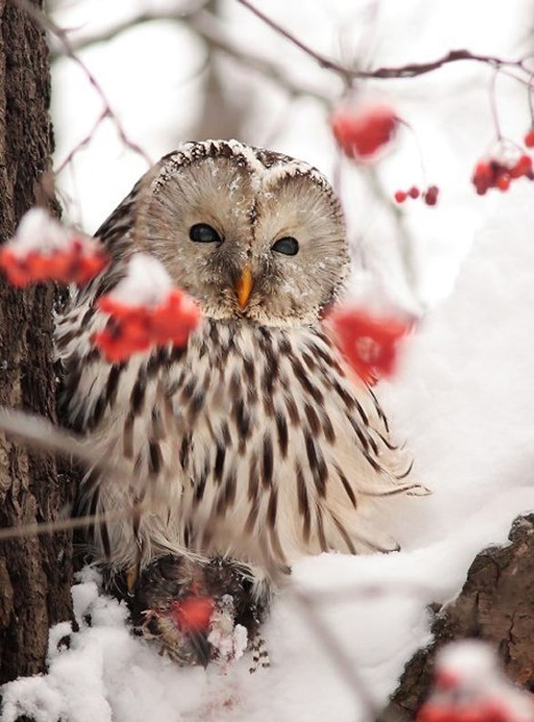Winter Owl