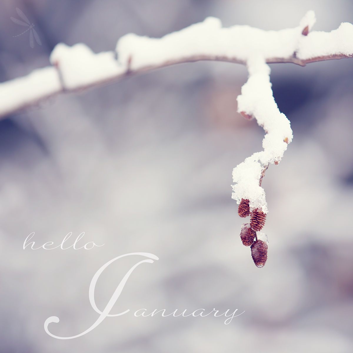Hello January