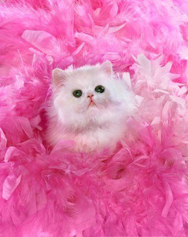 White Persian surrounded by Pink Feathers