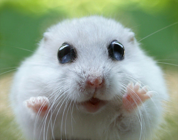 Hello Says the Hamster