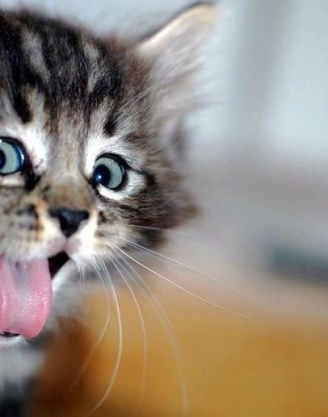 Adorable Kitten Adorable Kitten