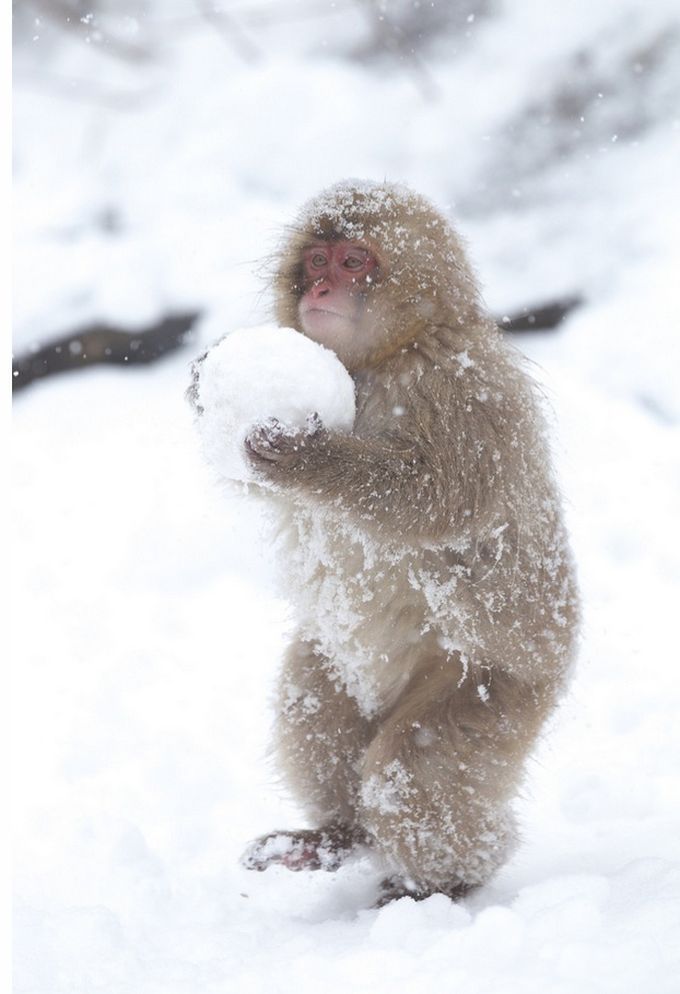 Monkey with a Snowball