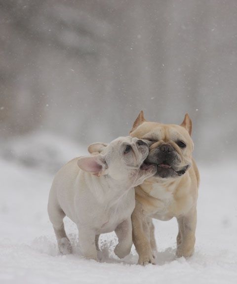 English Bulldogs in the Snow English Bulldogs in the Snow