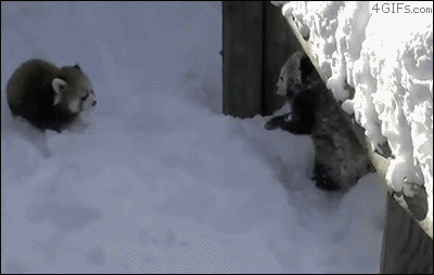 Adorable Red Pandas Playing in Snow Adorable Red Pandas Playing in Snow