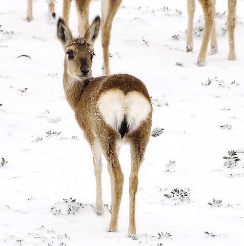 Deer with a Big Heart Deer with a Big Heart