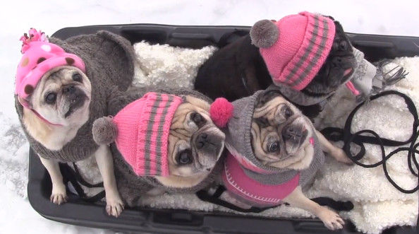 4 Pugs Enjoying a Ride in the Snow