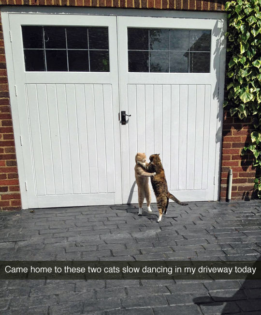 Slow dancing Cats