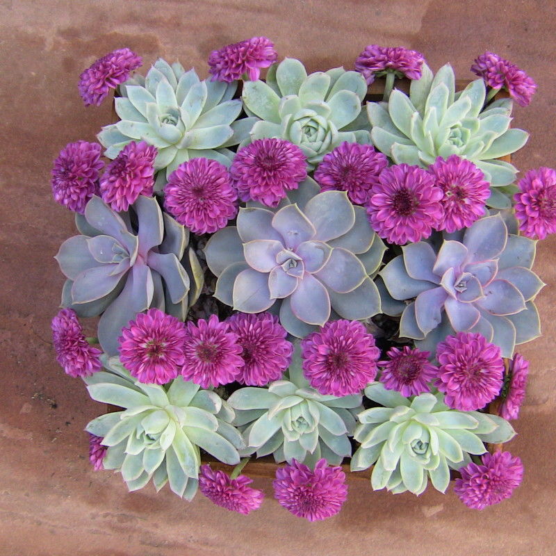 Succulents & Mums in Box Planter Succulents & Mums in Box Planter