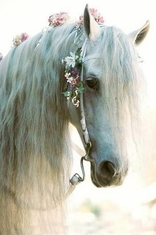 Equine beauty