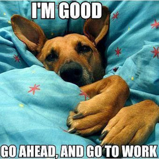 Dog In Bed Dog In Bed