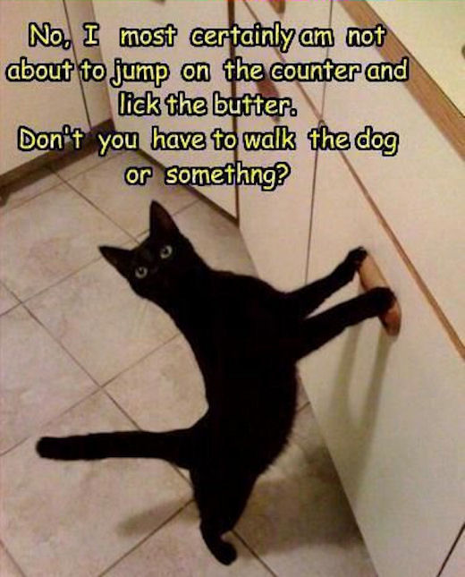 Mischevious Cat