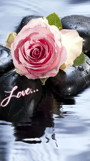 Gif Rose