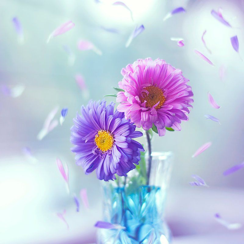Flower Flower