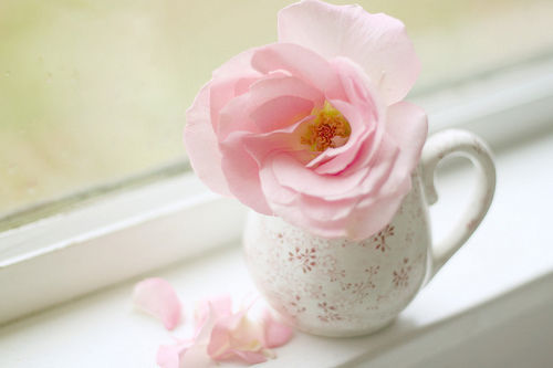 Flower Flower