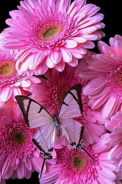 Butterfly Butterfly