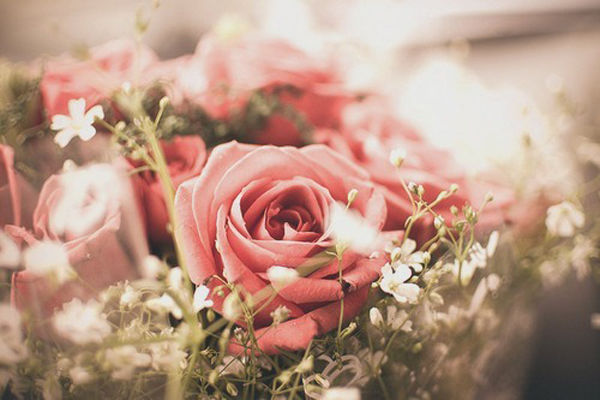 rose rose