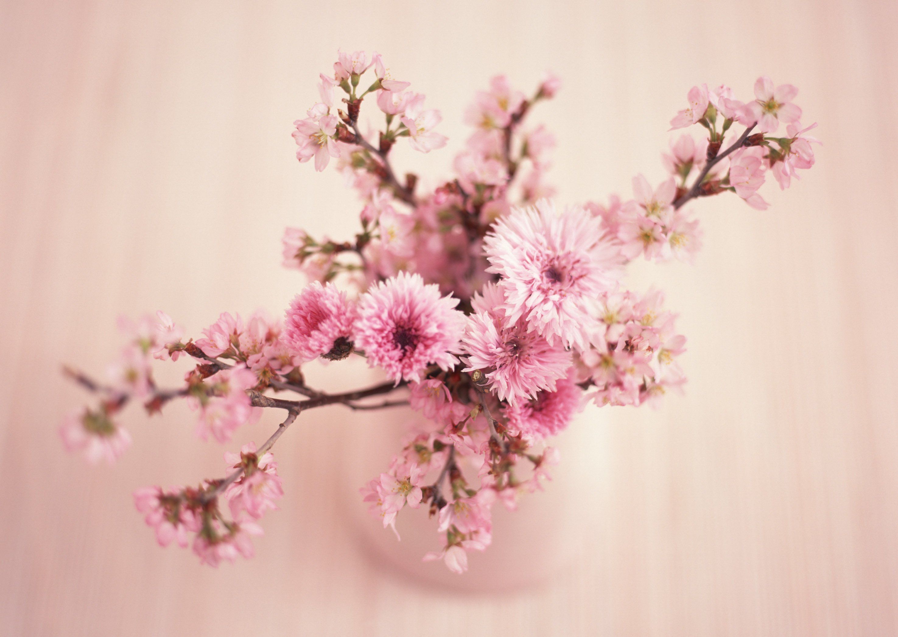 Flower Flower