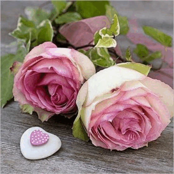 rose