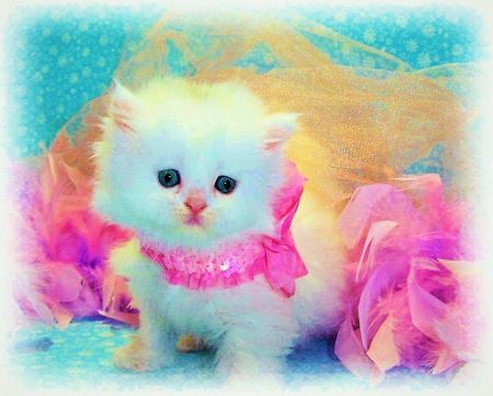 animal cat animal cat