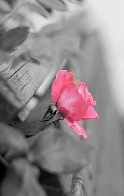 rose