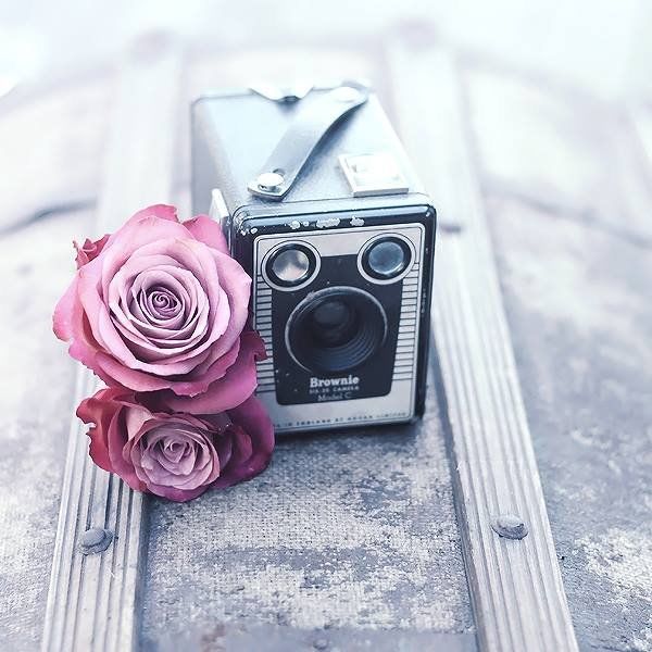 rose rose