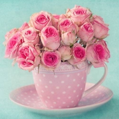 rose rose