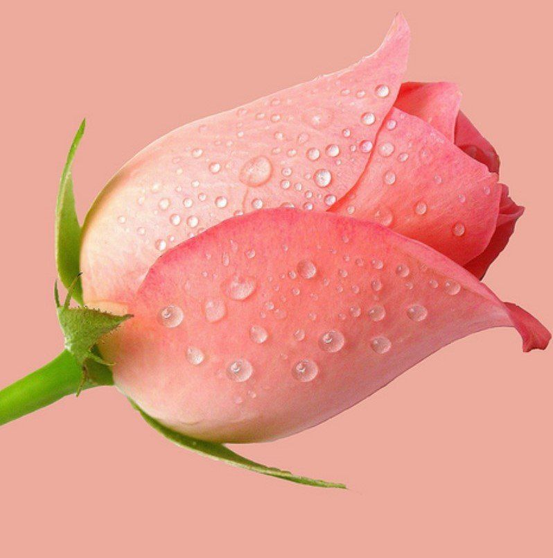 rose rose