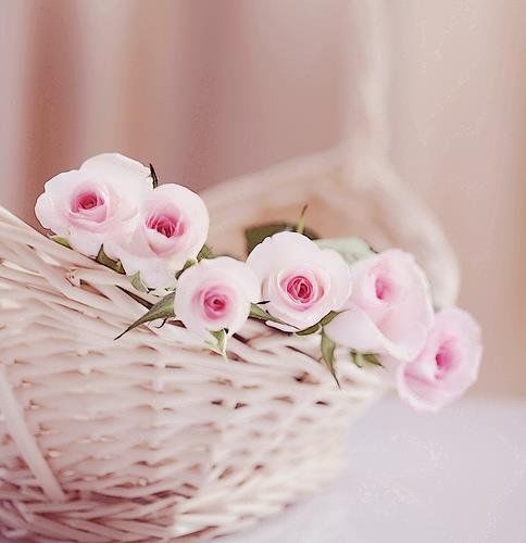 Flower Flower