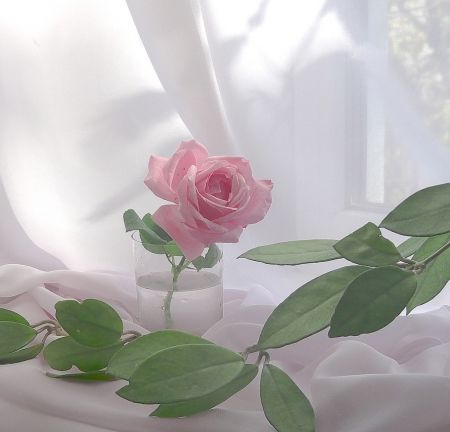 rose rose